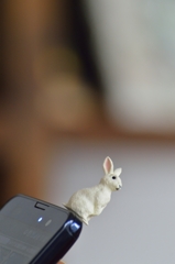 ここにも うさぎ