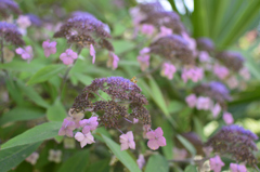 伊の紫陽花