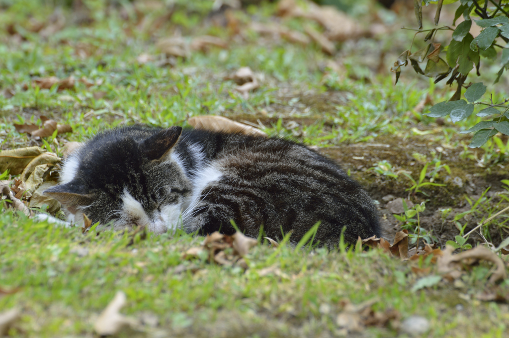 庭園内にいた熟睡猫