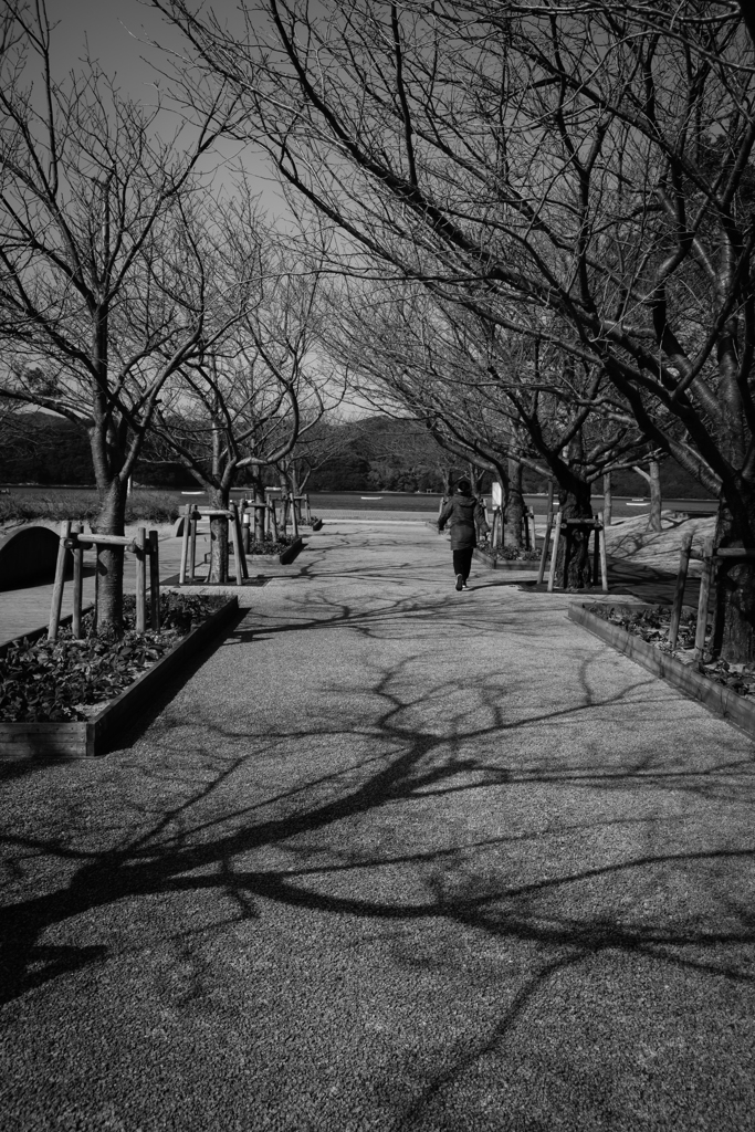 公園の道（モノクロ）