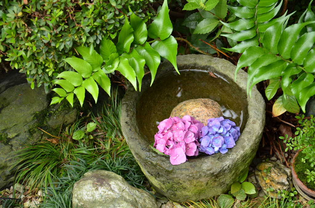 ajisai