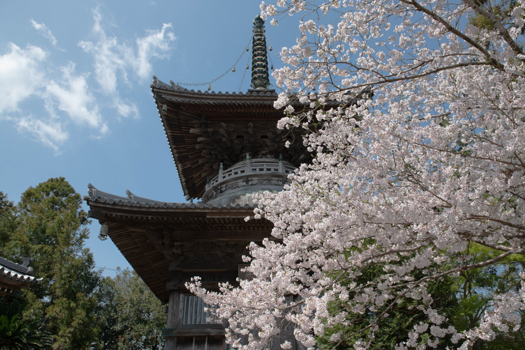 2019桜12