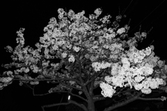 夜桜（モノクロ）