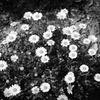 白い花（モノクロ）