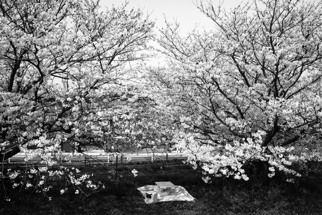 公園の桜（ピクニック）