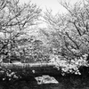 公園の桜（ピクニック）