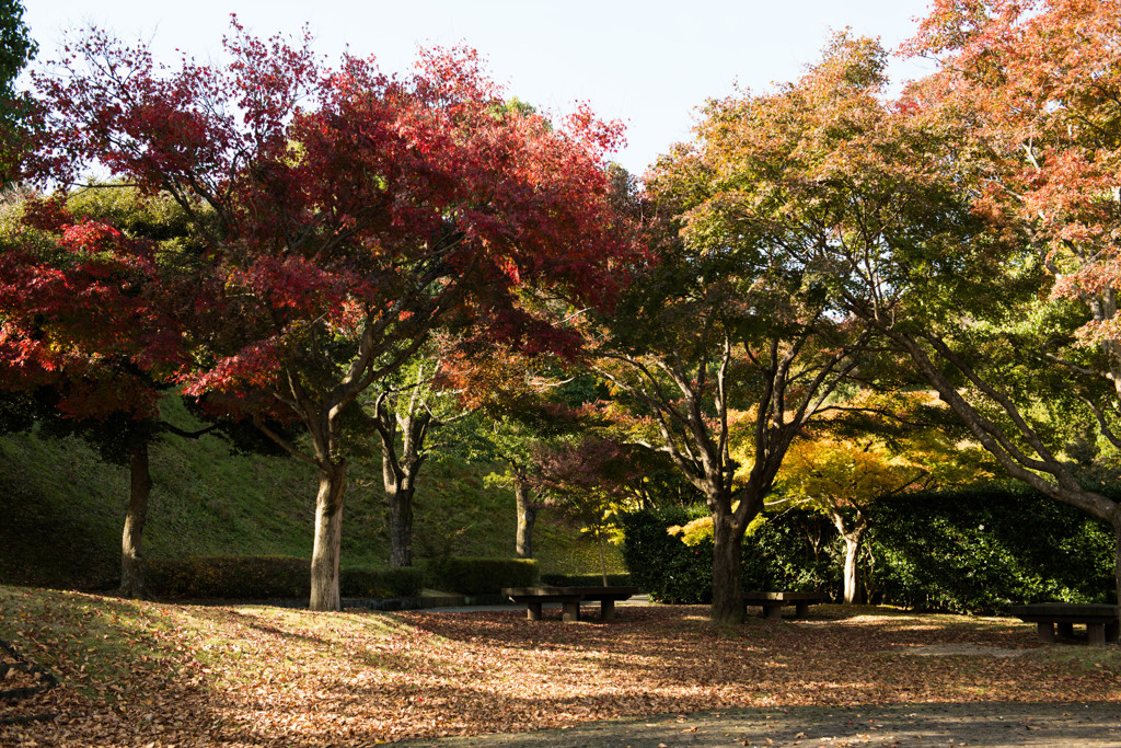 紅葉初め