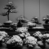 雪の盆栽