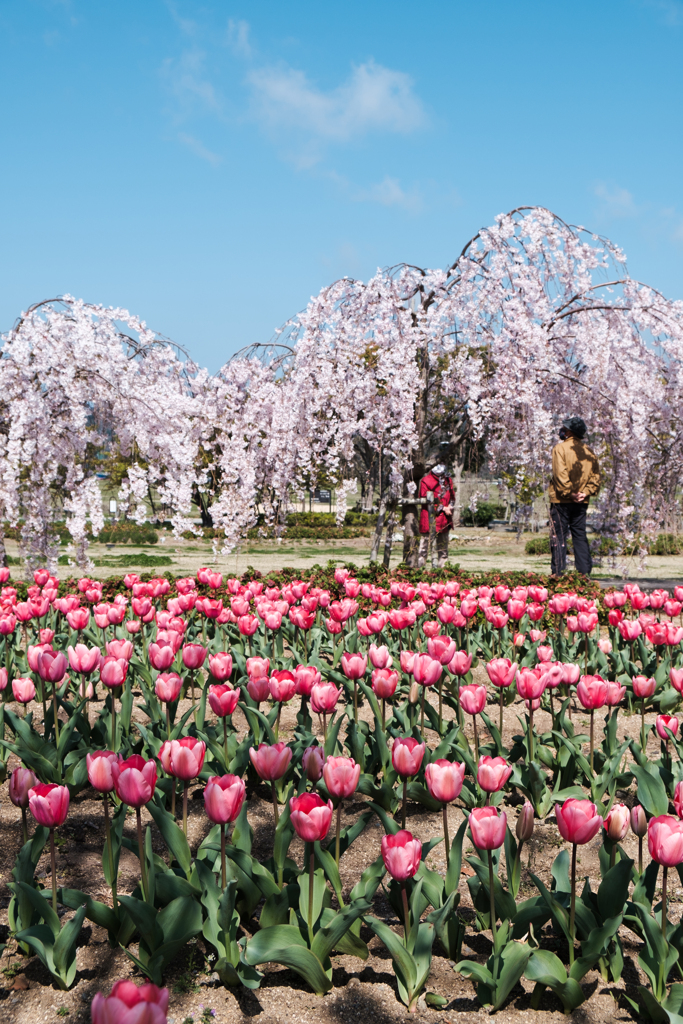 桜とチューリップと両親