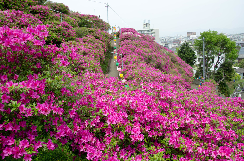 椿