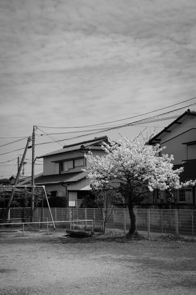 公園の桜（モノクロ）