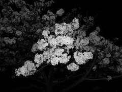 夜の桜（横）2