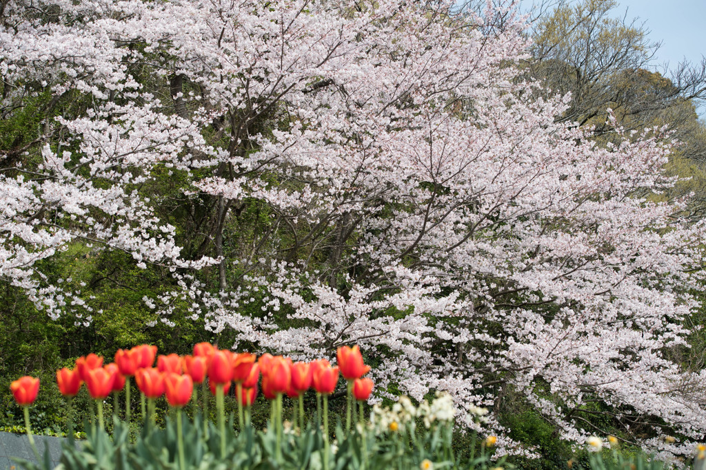 2019桜
