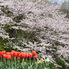 2019桜