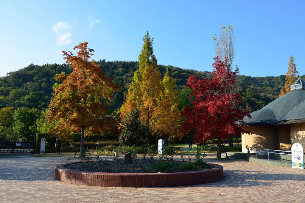 三色の紅葉