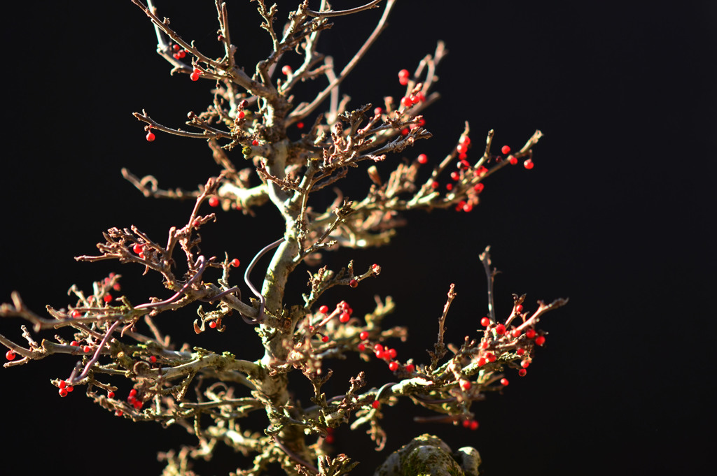 bonsai1