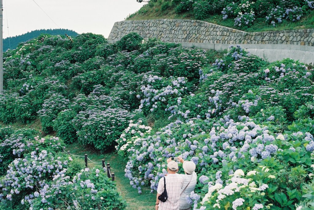紫陽花の丘