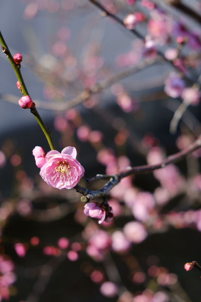 ume