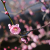 ume