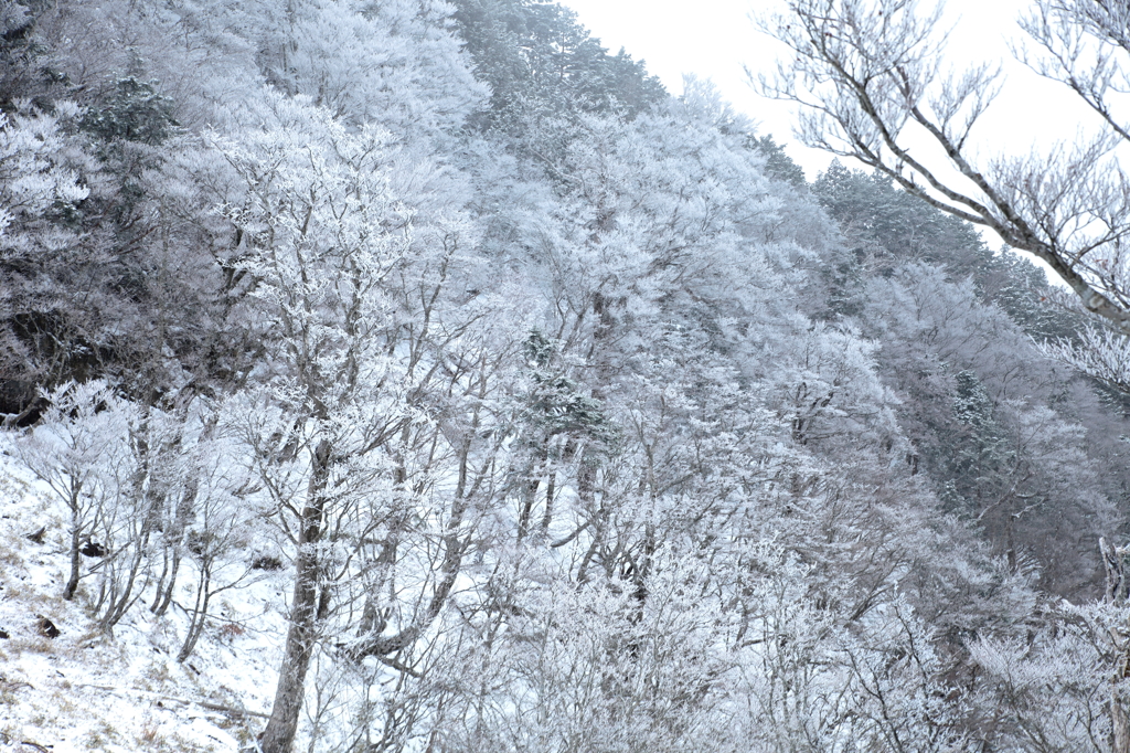 初霧氷