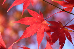 紅葉
