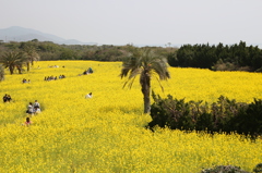nanohana batake