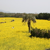 nanohana batake