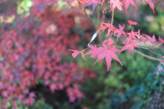 紅葉