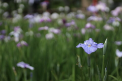 花菖蒲