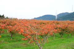 柿紅葉