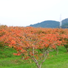 柿紅葉