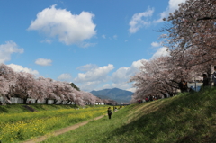 菜の花と桜
