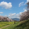 菜の花と桜