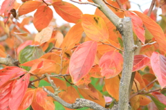 柿紅葉