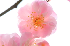 梅