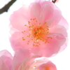 梅