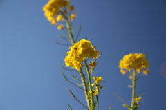 菜の花