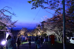 旭川市　旭山の夜桜