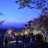 旭川市　旭山の夜桜