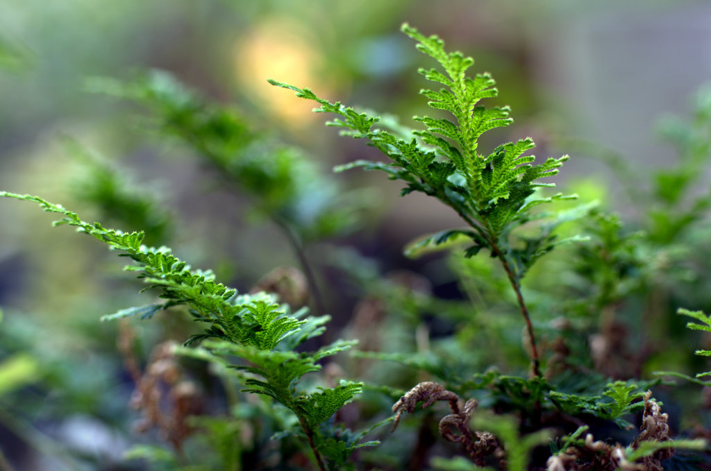 fern