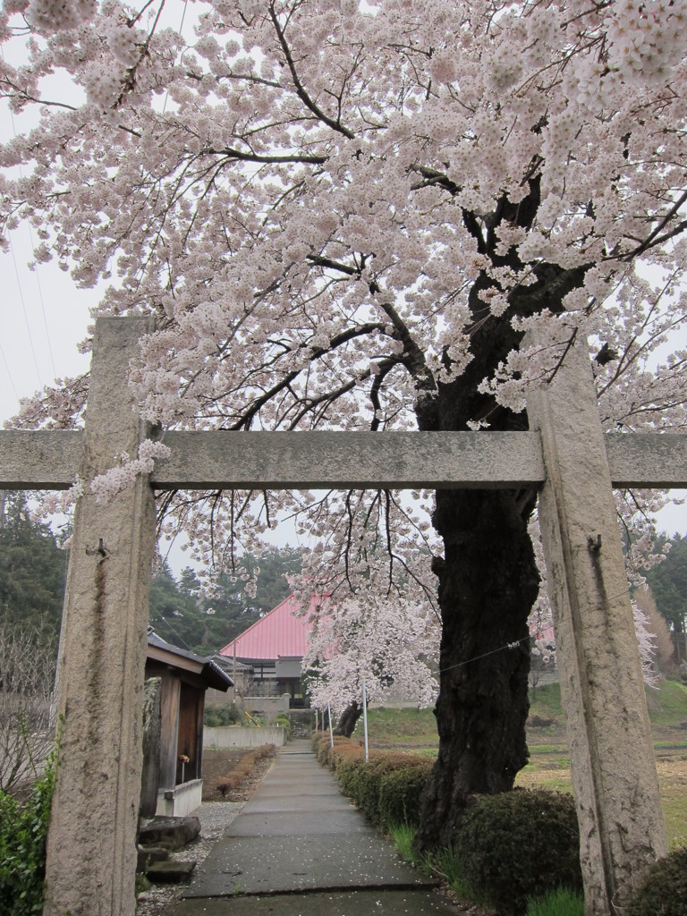 今年の桜　長野県塩尻市にて…1