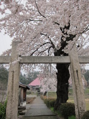 今年の桜　長野県塩尻市にて…1