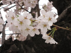 今年の桜　長野県塩尻市にて…2