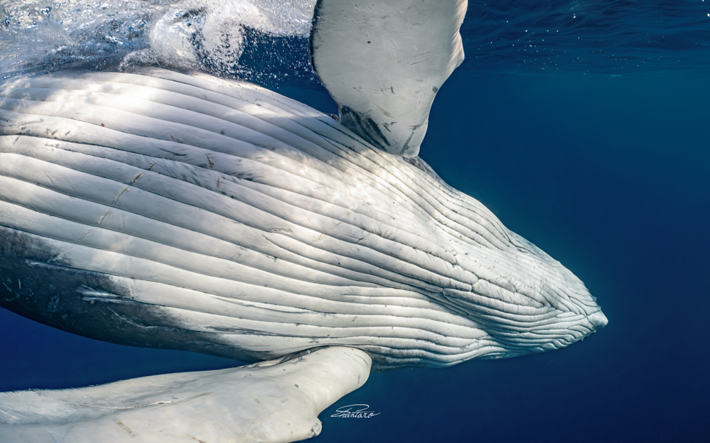 ハグミーテンダー