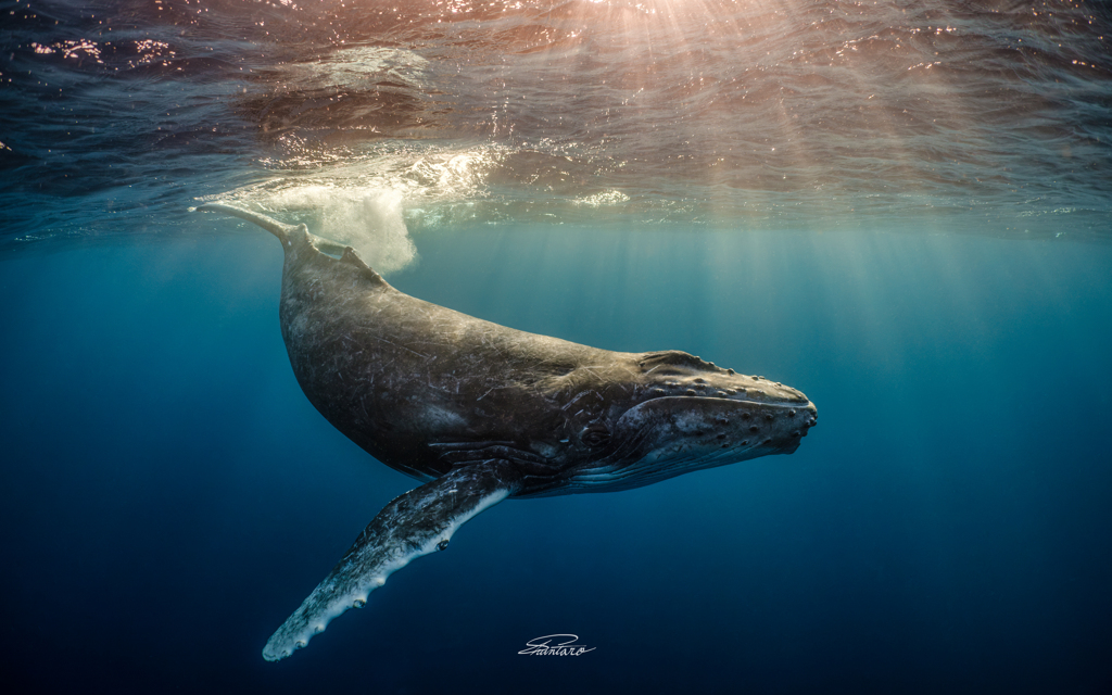 Sun Shower in the Ocean