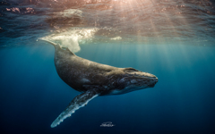 Sun Shower in the Ocean