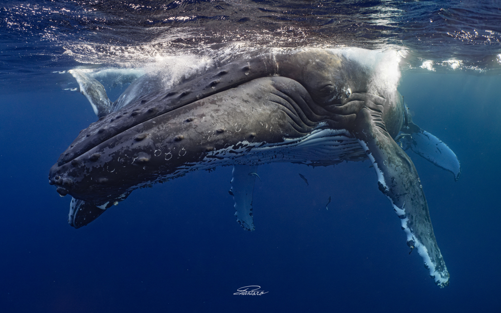 キュートアグレッション