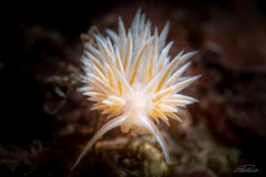 nudibranch