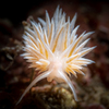 nudibranch