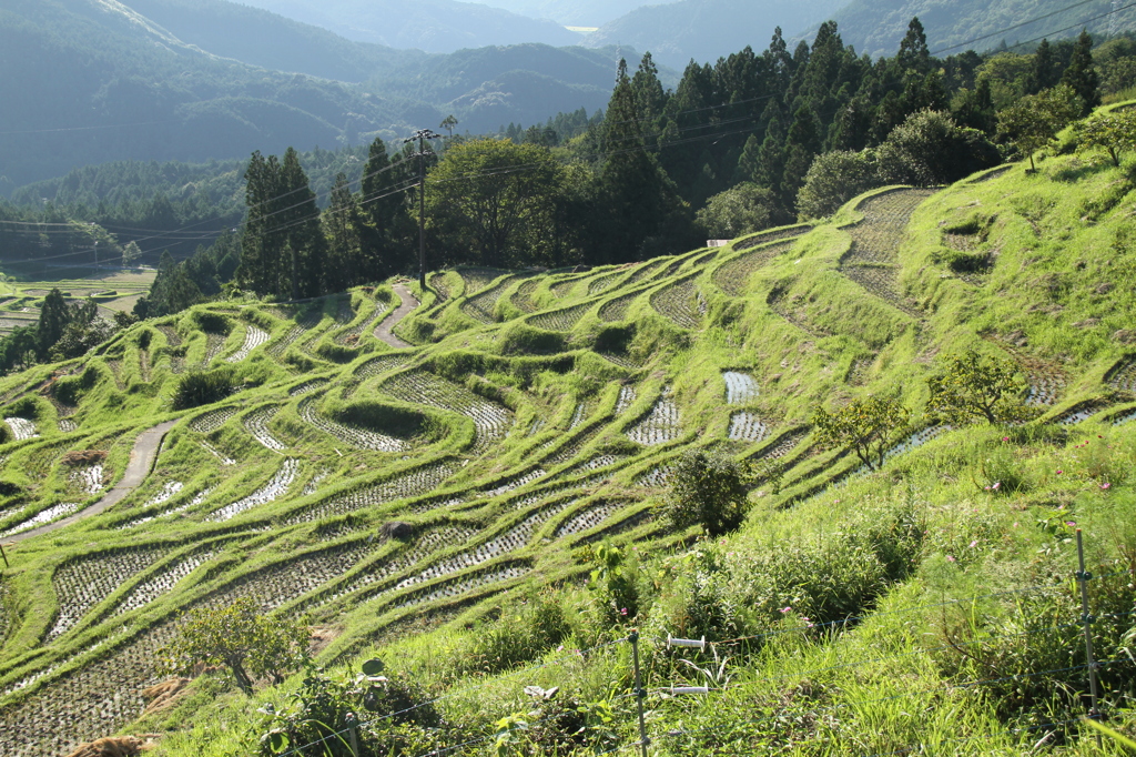 丸山千枚田①